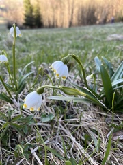 Leucojum vernum