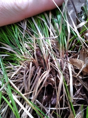 Carex lucorum austrolucorum