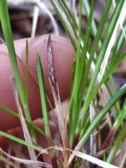 Carex lucorum austrolucorum