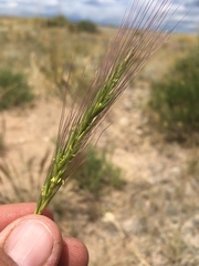 Elymus elymoides brevifolius