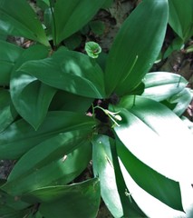 Clintonia
