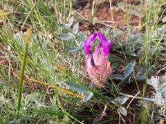 Astragalus laguroides