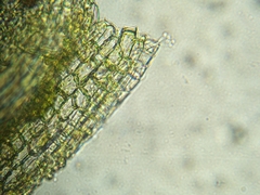 Homalothecium aureum