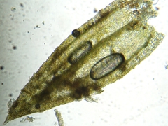 Homalothecium aureum