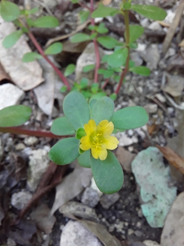 Purslane