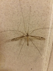 Tipula strepens