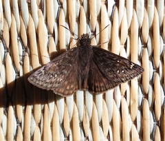 Erynnis juvenalis
