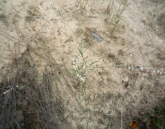 Polygonum arenarium