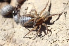 Trochosa terricola