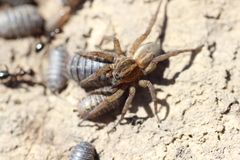 Trochosa terricola