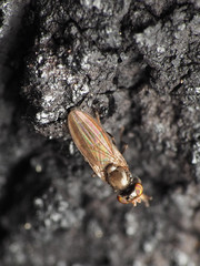 Aulacigaster neoleucopeza