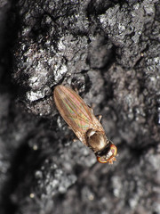 Aulacigaster neoleucopeza
