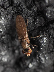 Aulacigaster neoleucopeza