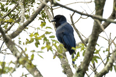 Cyanocorax caeruleus