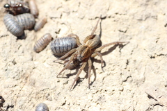 Trochosa terricola