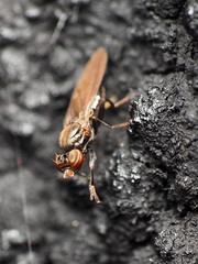 Aulacigaster neoleucopeza