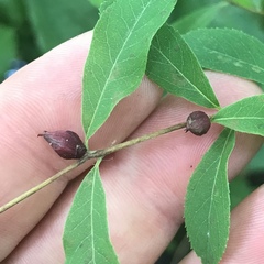 Clinodiplosis spiraeina