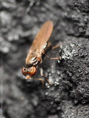 Aulacigaster neoleucopeza