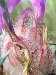 Astragalus laguroides