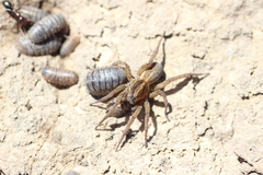 Trochosa terricola