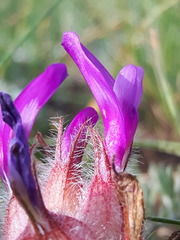 Astragalus laguroides