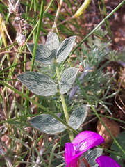 Astragalus laguroides
