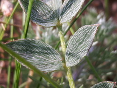 Astragalus laguroides