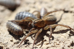 Trochosa terricola