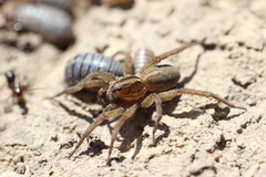 Trochosa terricola