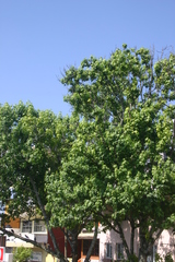 Liquidambar styraciflua