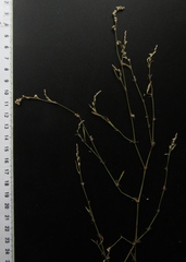 Polygonum arenarium
