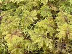 Hylocomium splendens image