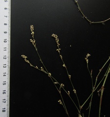 Polygonum arenarium