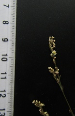 Polygonum arenarium