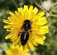 Apis mellifera