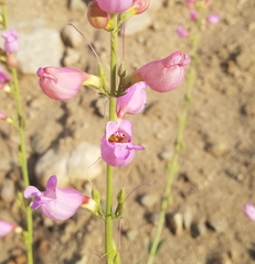 Penstemon floridus floridus