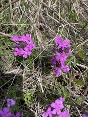 Glandularia canadensis