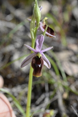 Ophrys lunulata
