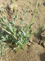 Penstemon floridus floridus
