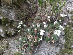 Arabis caucasica