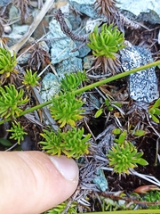 Celmisia lateralis lateralis