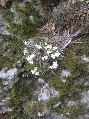 Arabis caucasica