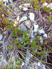 Celmisia lateralis lateralis