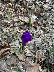 Crocus