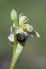 Ophrys fusca pallida