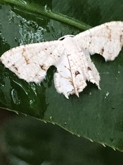 Dysaethria plicata
