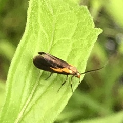 Mathildana newmanella