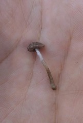 Cystoagaricus hirtosquamulosus
