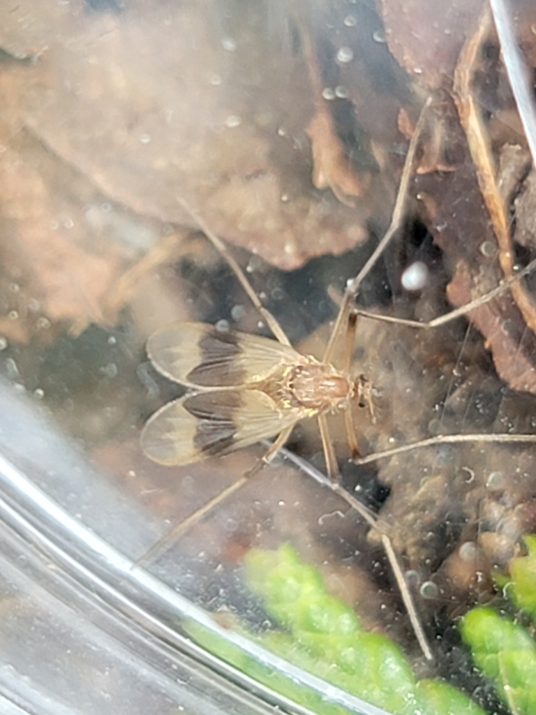 Bilyjomyia algens