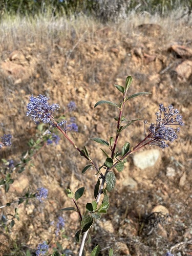 Lemmon's ceanothus (Ceanothus lemmonii)